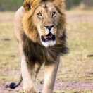 Lion King.jpg