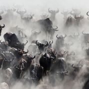 Sehnsucht Afrika Harscher 10 (2).jpg