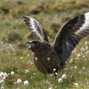 Skua.jpg