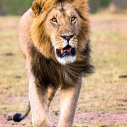 Lion King.jpg